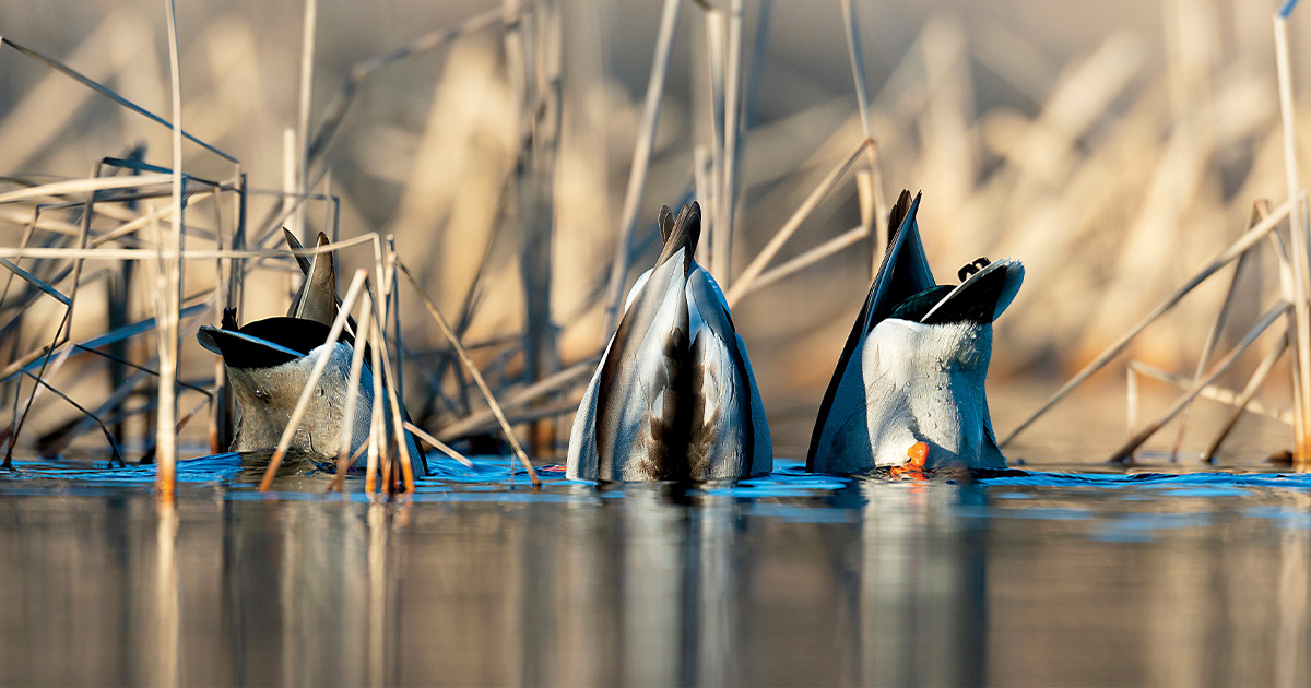 Drake mallards feeding. Photo by Steve Oehlenschlager/therawspirit.com