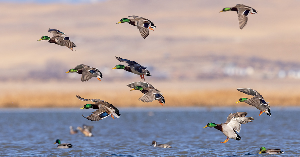 Mallards over wetland. Photo by DonaldMJones.com