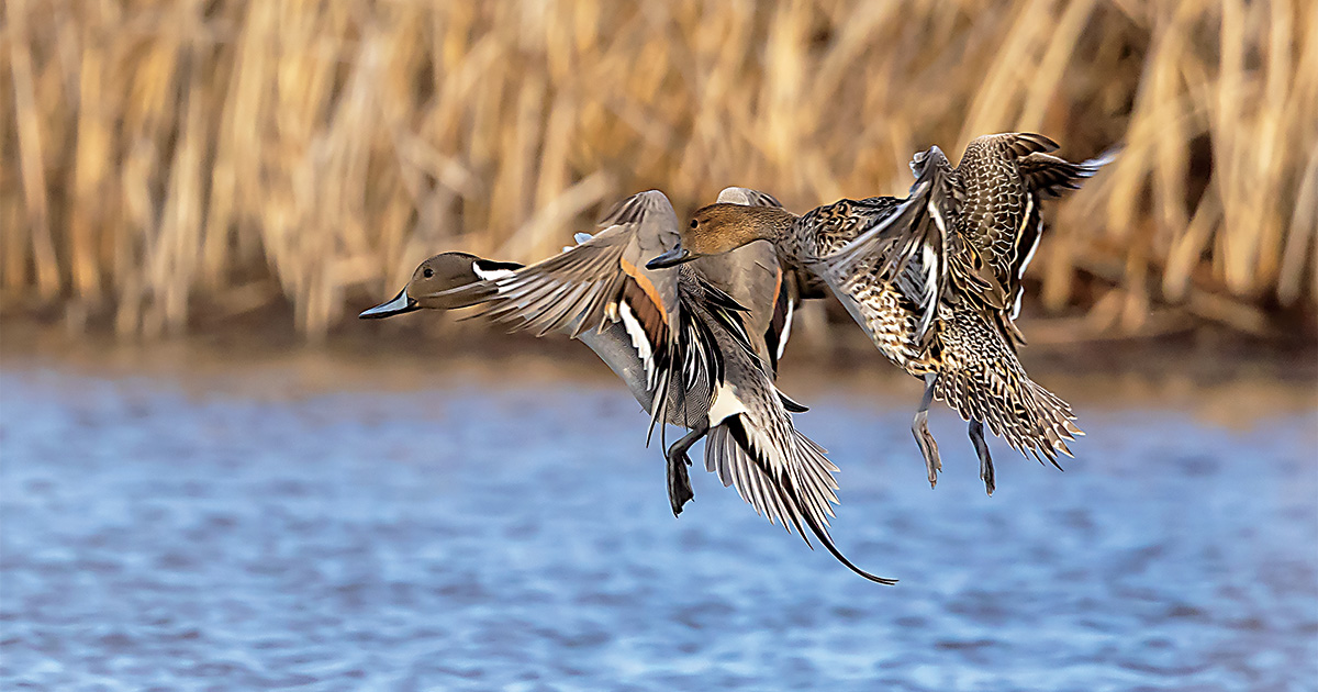 Northern pintail pair flying. Photo by Scott Fink
