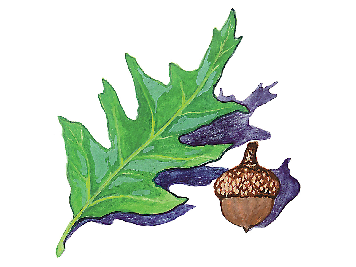 Cherrybark Oak. Illustration by Katie M. Tucker