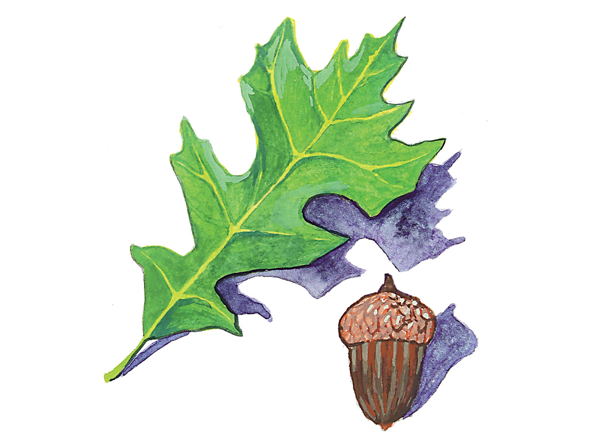 Nuttall Oak illustration. Illustration by Katie M. Tucker