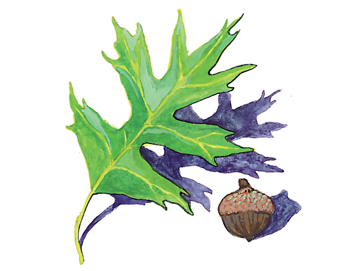 Pin Oak illustration. Illustration by Katie M. Tucker