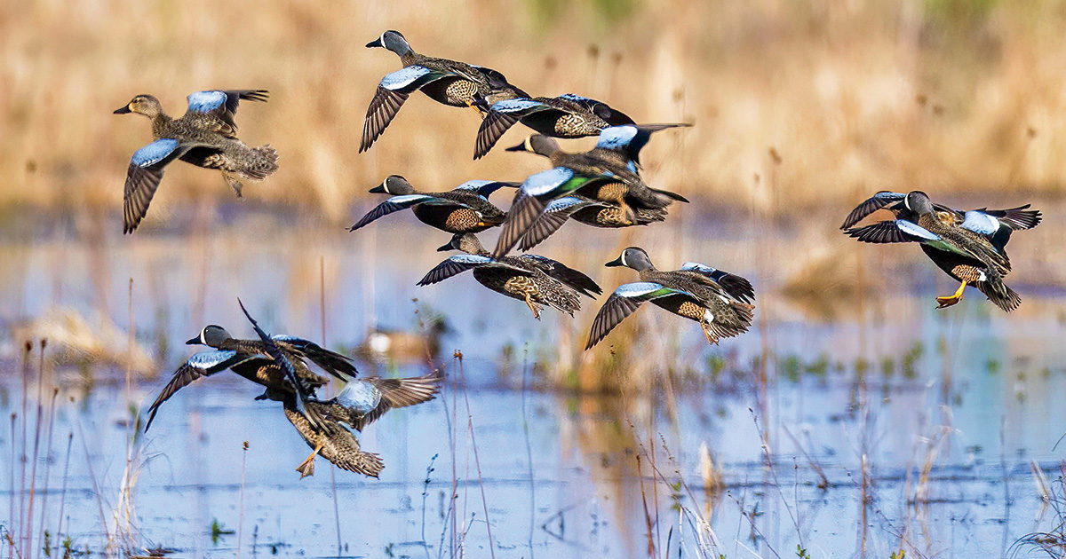 Flock of blue-winged teal. Photo by Ed Wall Media