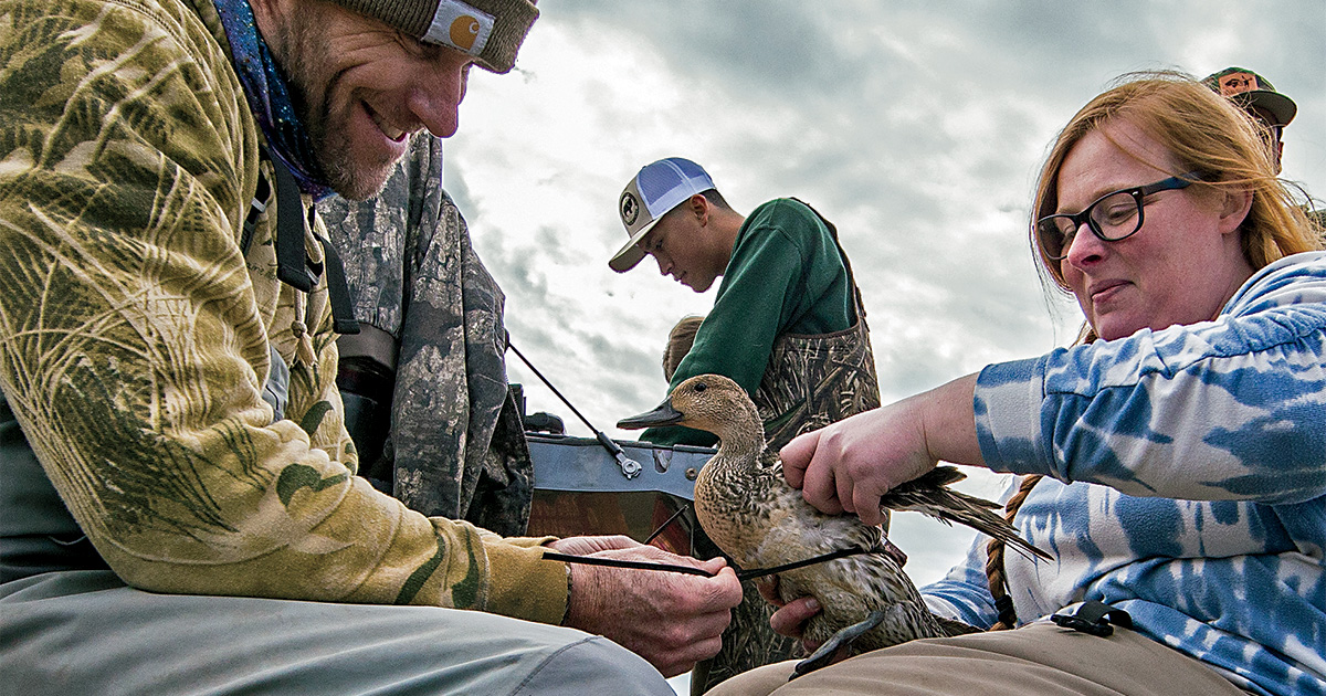 Understanding Waterfowl: Mobile Duck Data