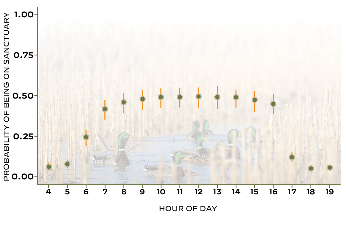 This graph shows the percent probability of mallards being on a sanctuary by hour of the day. Data were collected from GPS-tagged mallards in West Tennessee during winter 2019–22. Photo by Ed Wall Media; Chart by DU