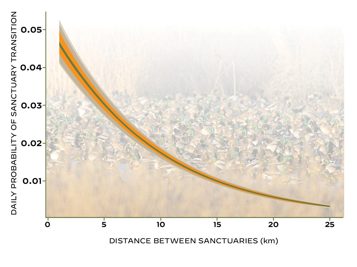 Proximity of sanctuary areas drives the probability that ducks will fly from one location to another (i.e., transition probability). The authors' research indicated that sanctuaries must be less than 10 miles apart for mallards to fly from one to another; otherwise, the potential for birds to alternate between refuges was essentially zero. Photo by GaryKramer.net; Chart by DU