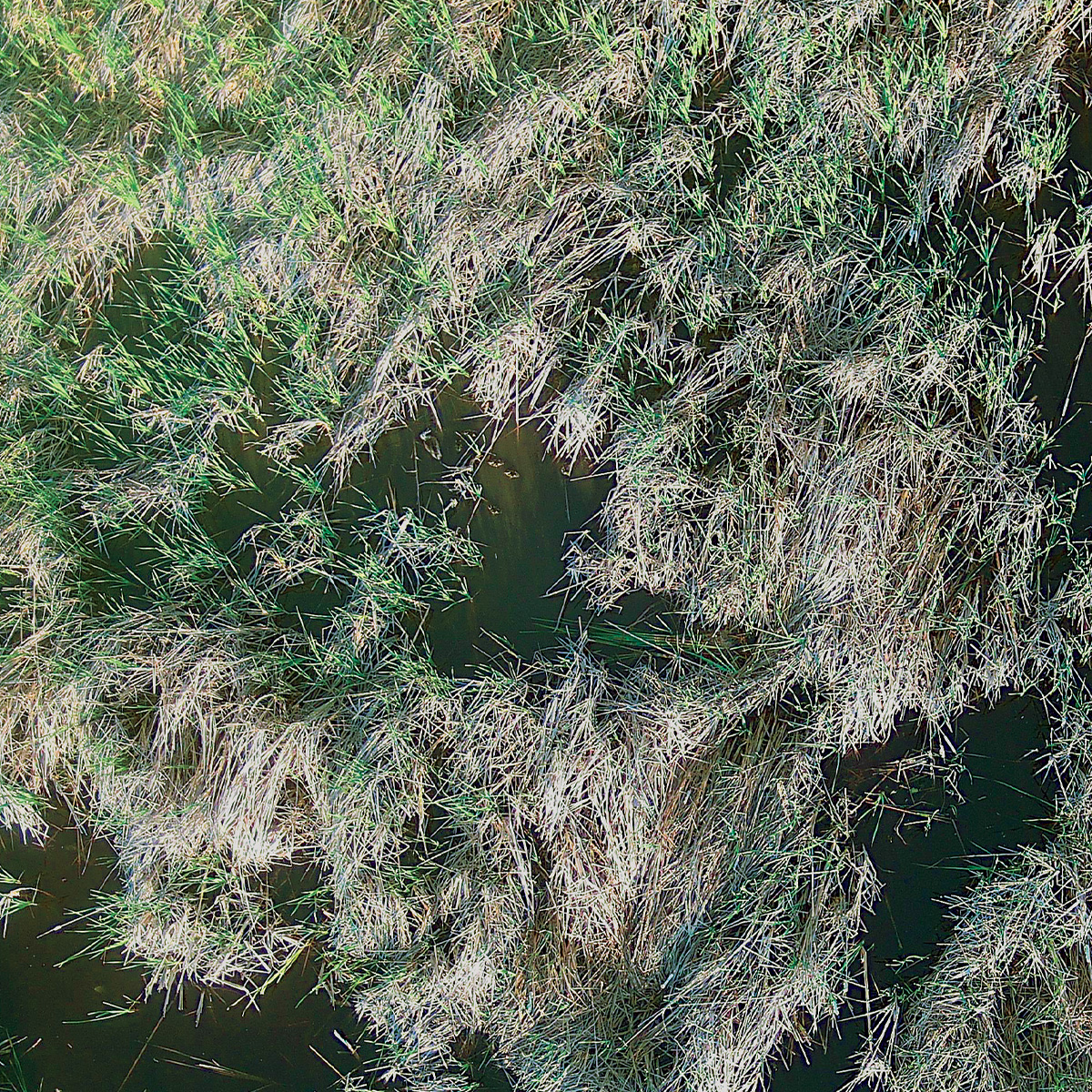 Drone shot of brood in wetland. Photo by Catrina Terry, DU