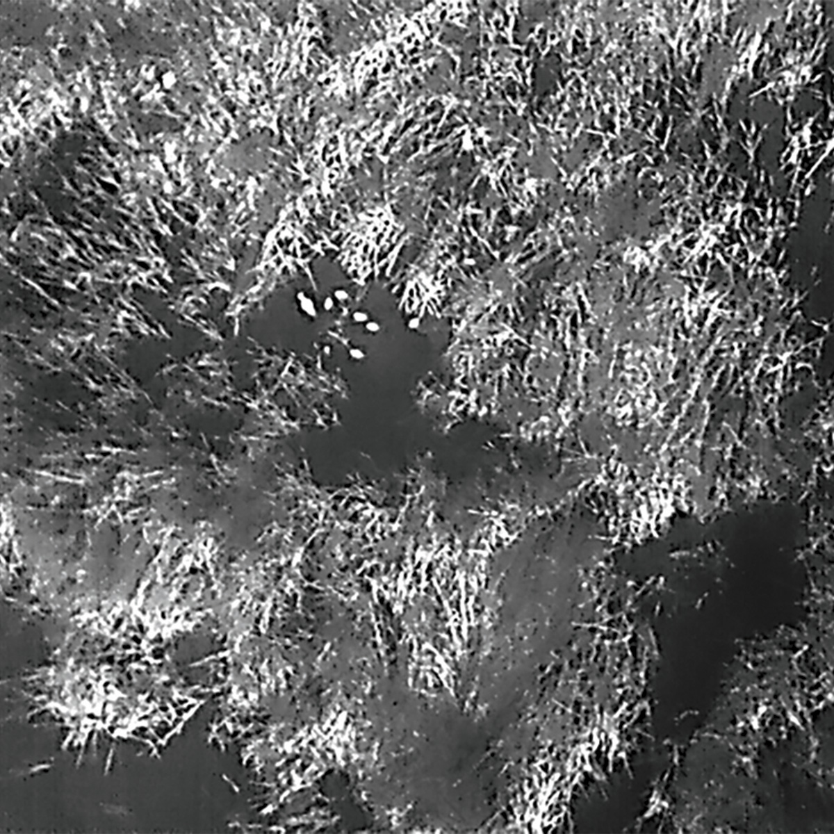 Heat detected drone shot of brood. Photo by Catrina Terry, DU