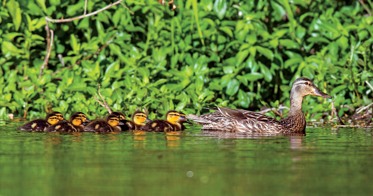 Mallard brood, Photo by Michael Peters