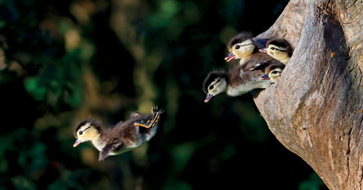 Wood duck ducklings. Photo by GaryKramer.net