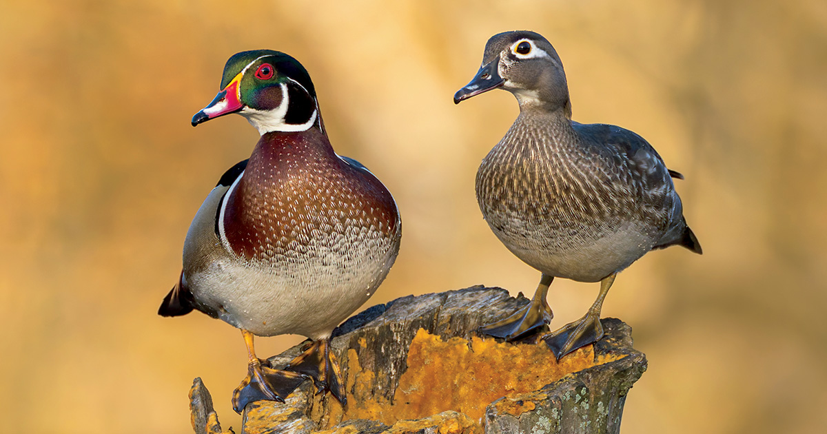 Wood duck pair. Photo by Joe Subolefsky