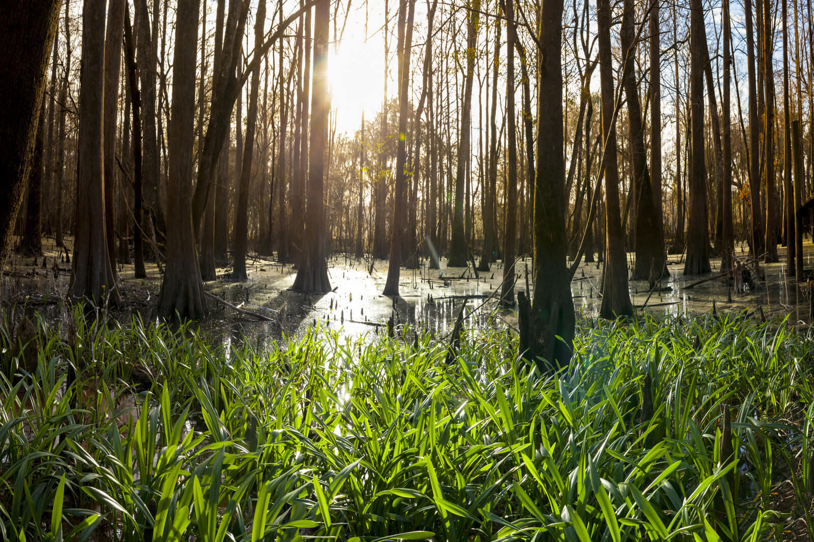 Duck in flight photo