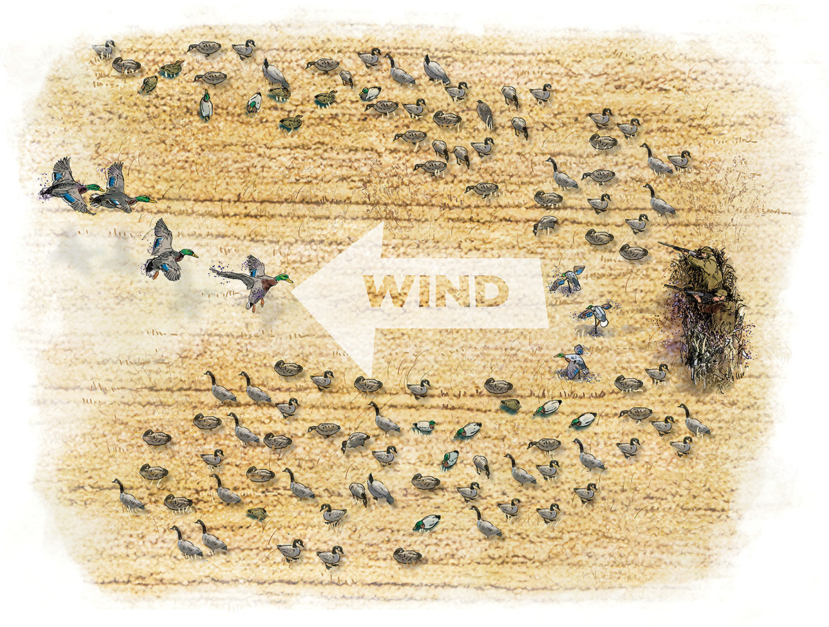 Horseshoe decoy spread. Illustration by Gary Cox.jpg