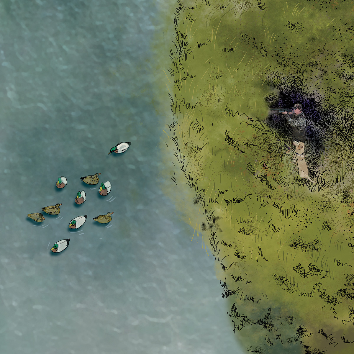 Illustration of Blake Boland's Missouri Mallard Spread. Illustration by Gary Cox