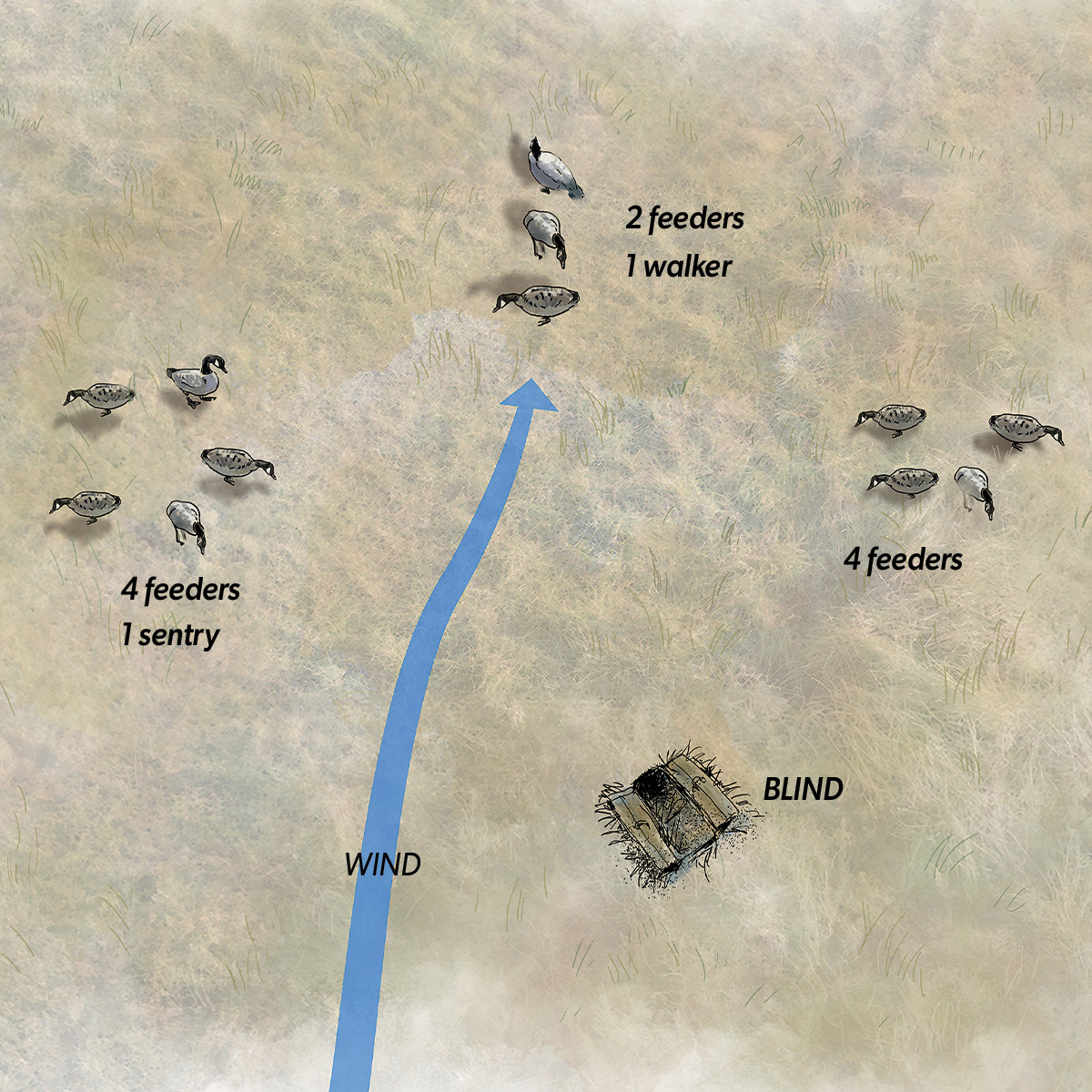 Illustration of M.D. Johnson's Washington Honker Spread. Illustration by Gary Cox