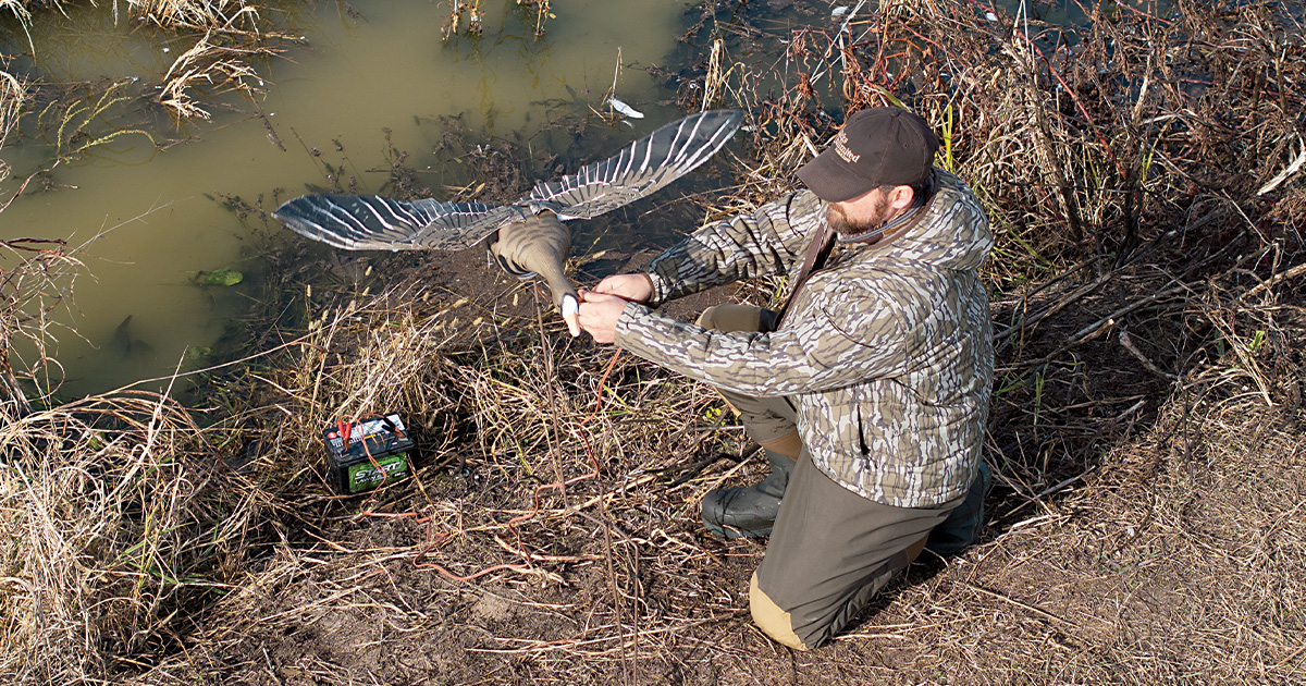 Duck hunter setting up a motorized specklebelly decoy. Photo by John Hoffman, Ducks Unlimited