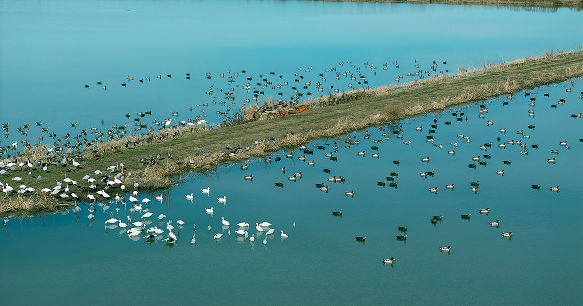 Drone photo shot of hunting over the ultimate decoy spread. Photo by Derek Christians, Ducks Unlimited.