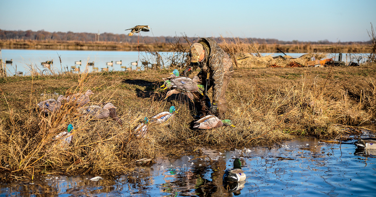 Duck hunter placing mallard silhouette decoys. Photo by John Hoffman, Ducks Unlimited.