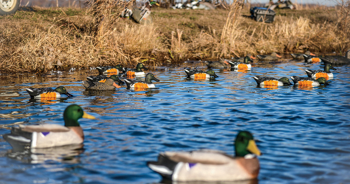 Northern shoveler and mallard decoys. Photo by John Hoffman, Ducks Unlimited