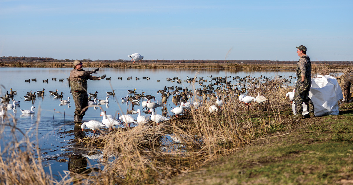 Setting decoys. Photo by John Hoffman, Ducks Unlimited