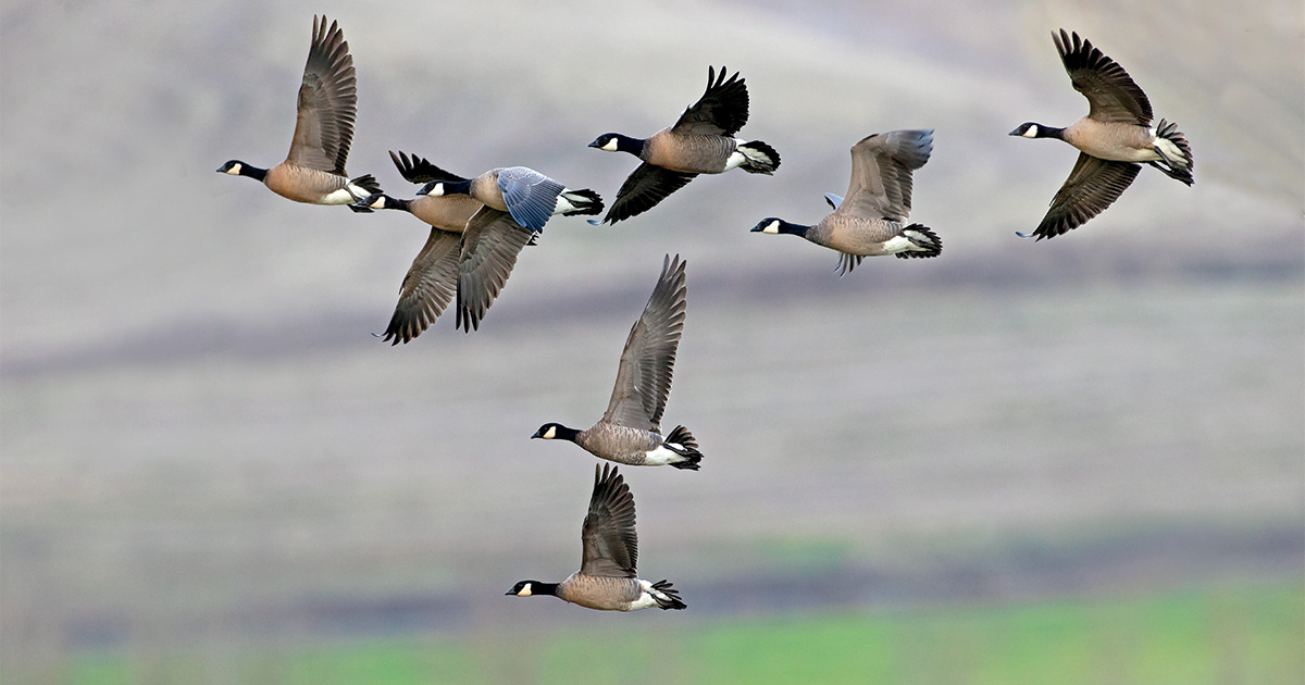 Cackling geese flying. Photo by GaryKramer.net