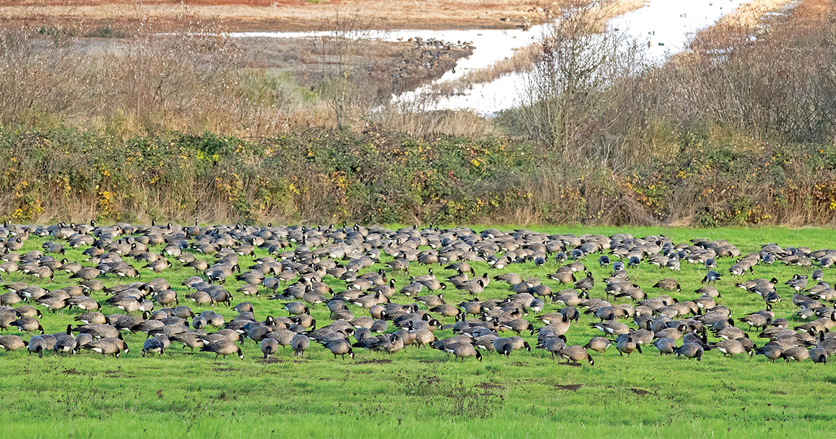 Image for A Quest for Cacklers