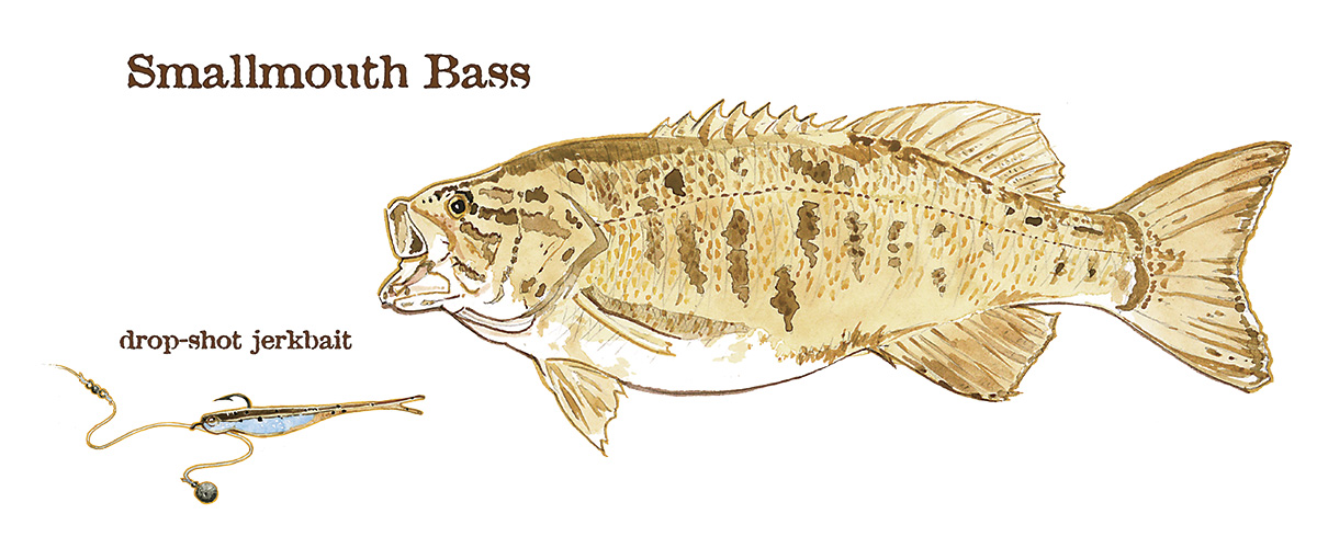 LC_Smallmouth Bass.jpg