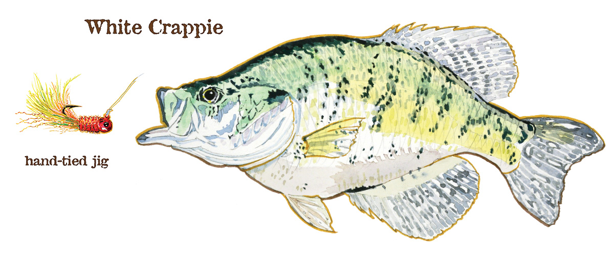 MS_Crappie.jpg