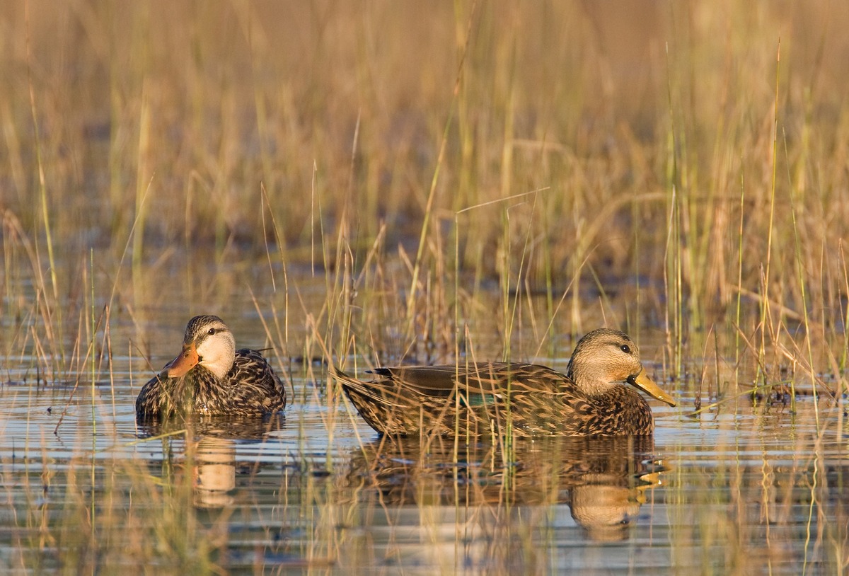 Mottled Ducks in wetland. Photo courtesy of Florida Fish and Wildlife Conservation Commission