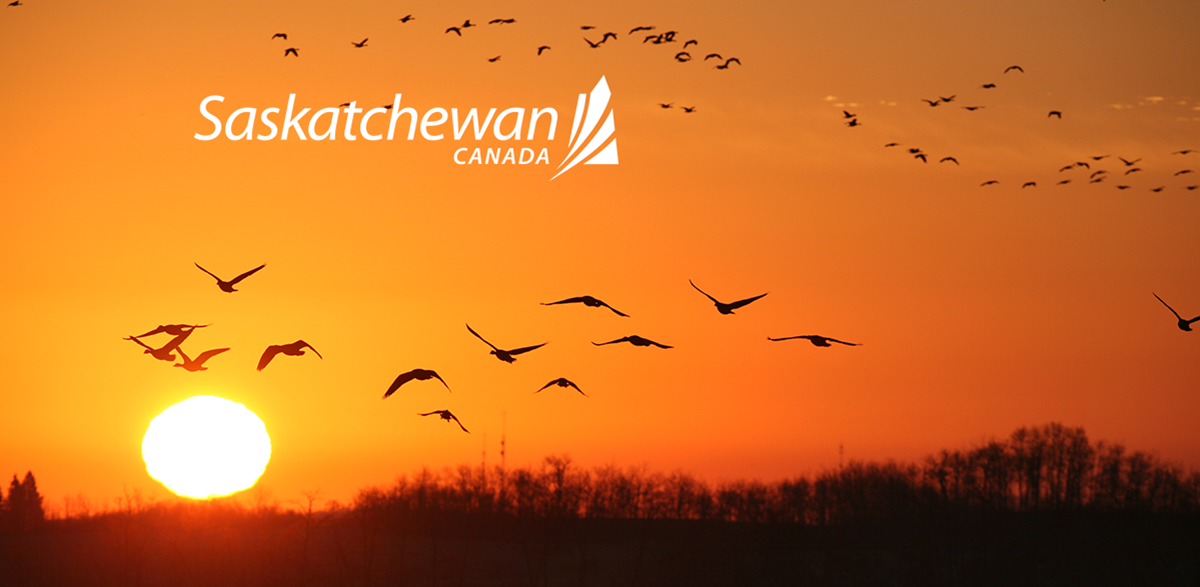 Saskatchewan – A Dream Destination for Waterfowl Hunters