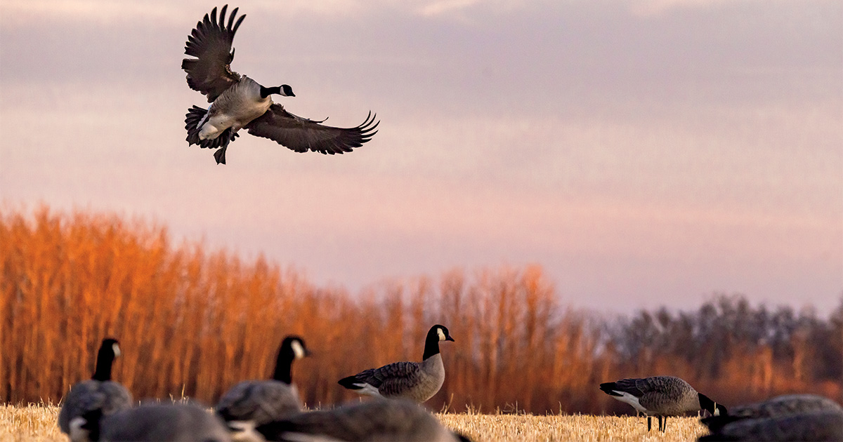 Canada geese coming in. Photo by Doug Steinke