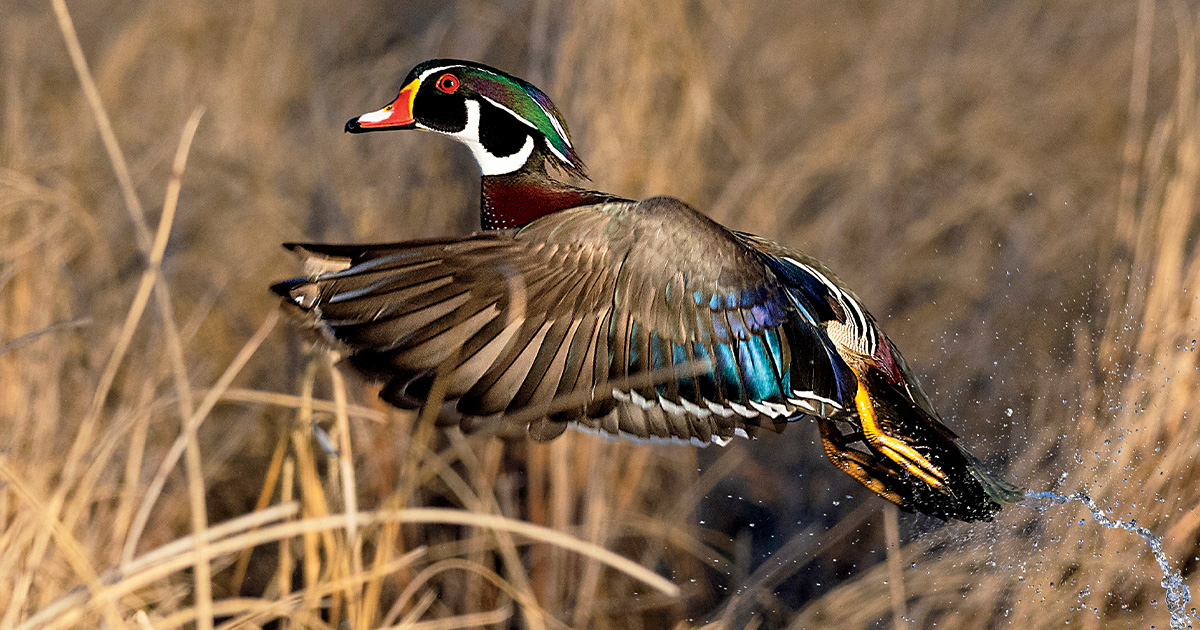 Wood duck drake taking flight. Photo by steveoehlenschlager.com
