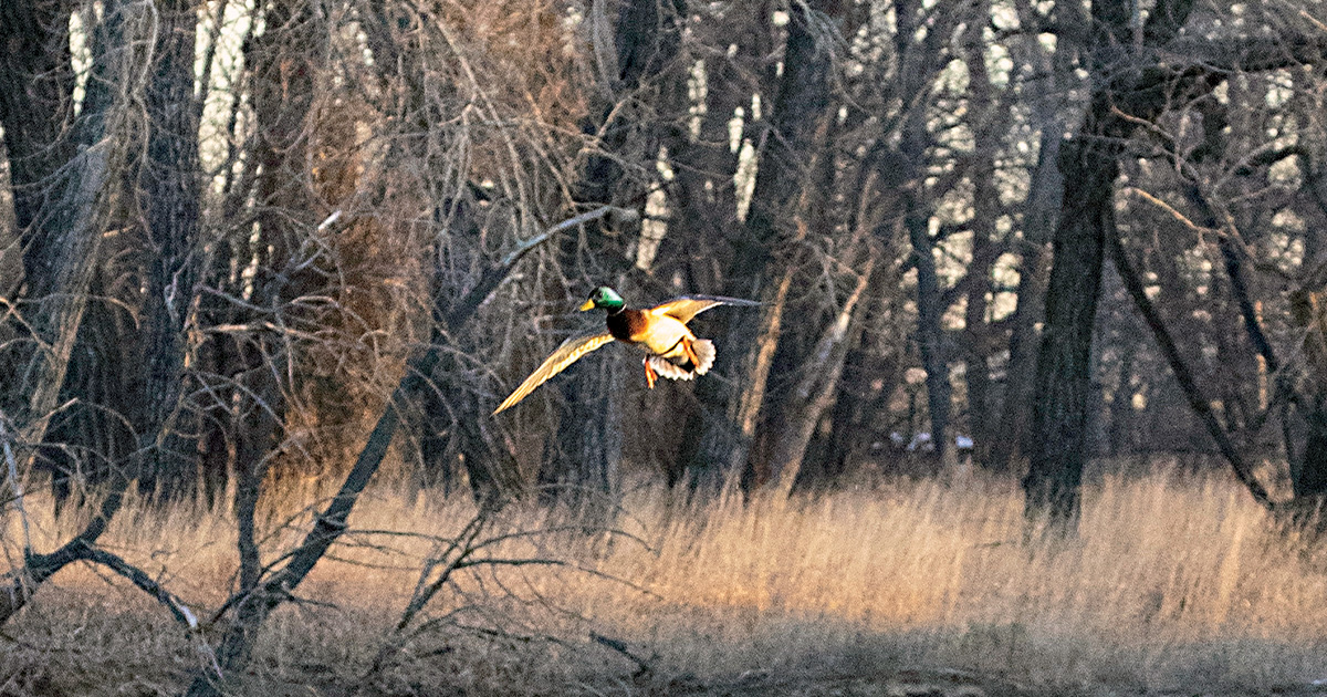 Cupped Wings: Greenhead Magic