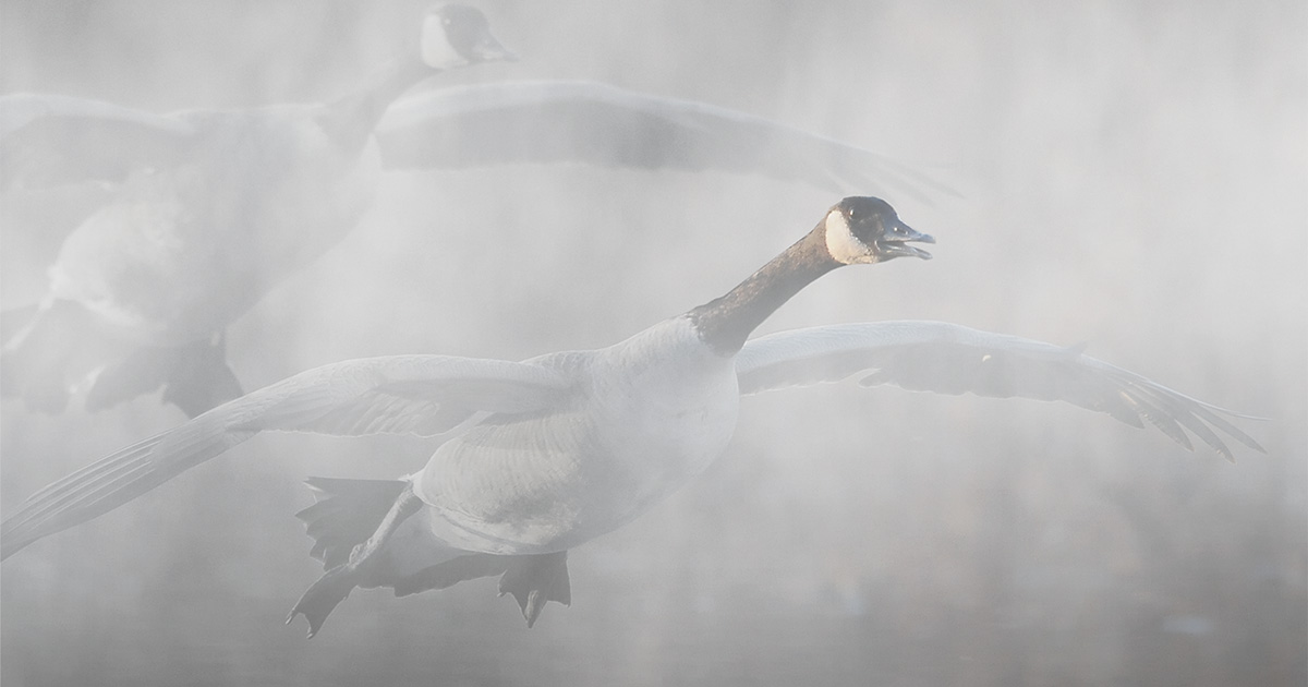 Canada geese in fog. Photo by Jim Thompson