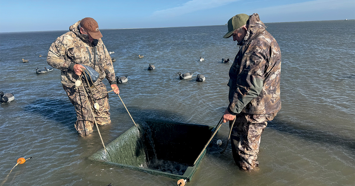 Image for Cupped Wings: That Sinking Feeling