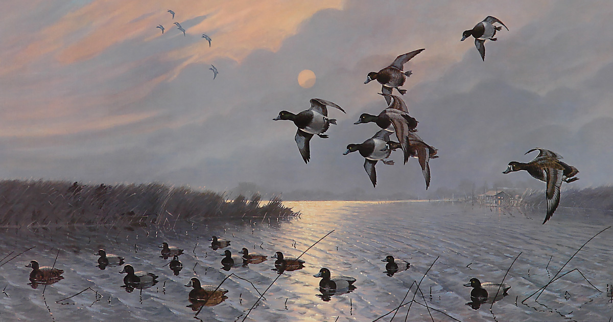 Bluebills in Lifting Fog by Les Kouba