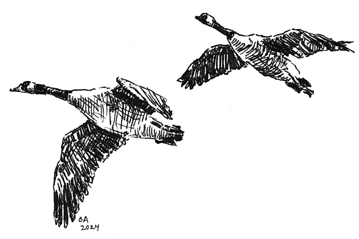 Gordon Allen illustration