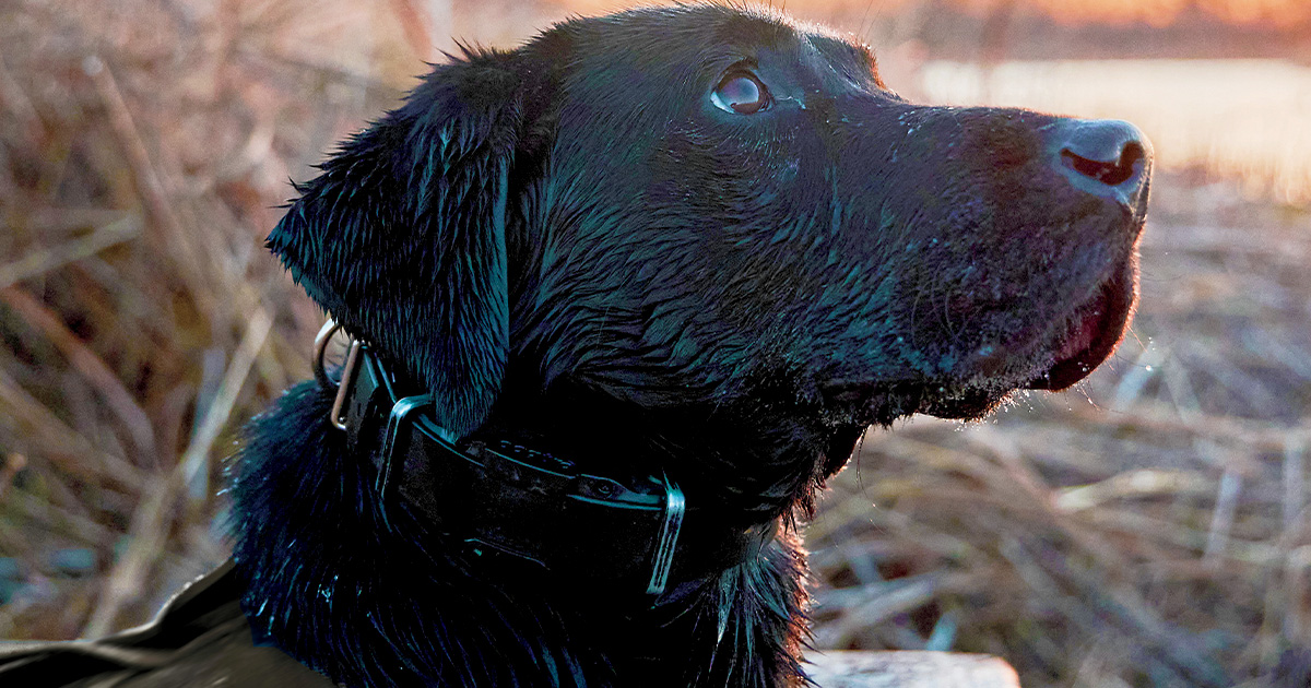 Gearing Up: Gift Ideas for Gun Dogs