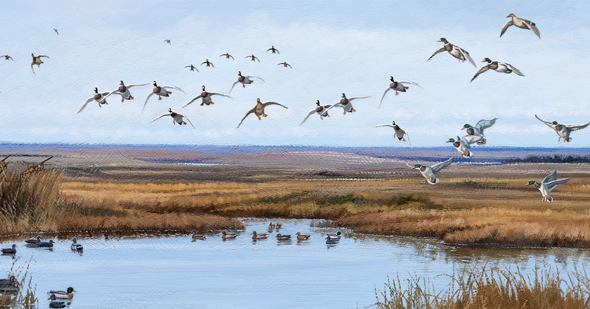 Illustration by Dann Burr