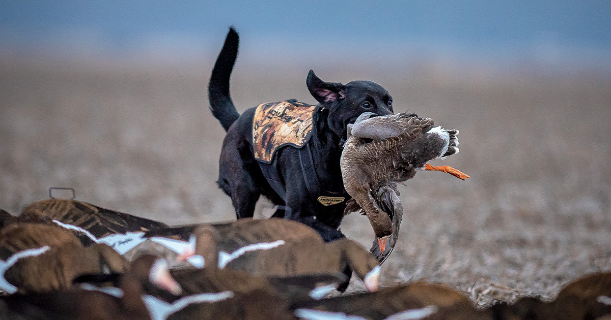Labrador retriever bringing in a harvested white-fronted goose. Photo by Cason Short/ByersFarm.com