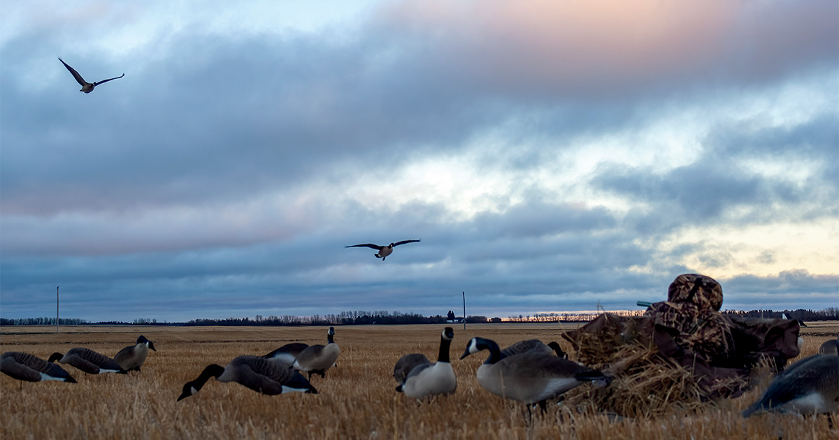 Goose hunt in field. Photo by Michael Clingan/Montana Outdoor Imagery