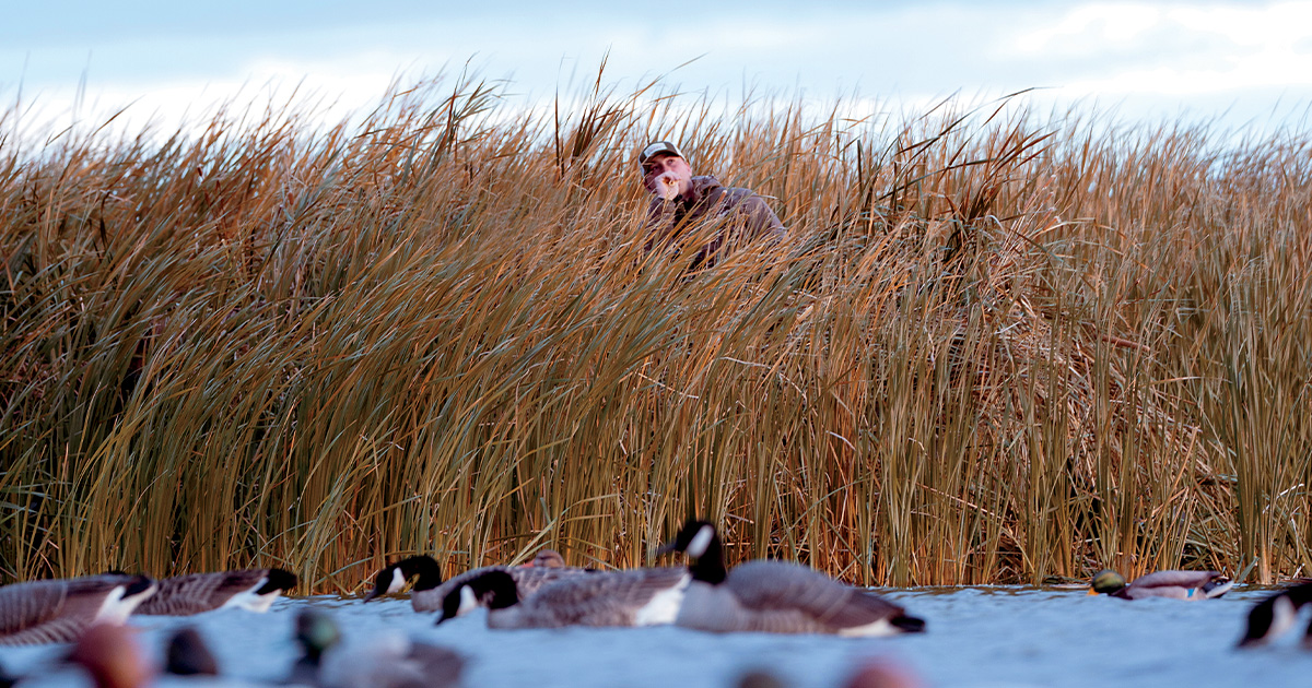 Waterfowl hunting over decoys. Photo by Phil Kahnke/Banded.com