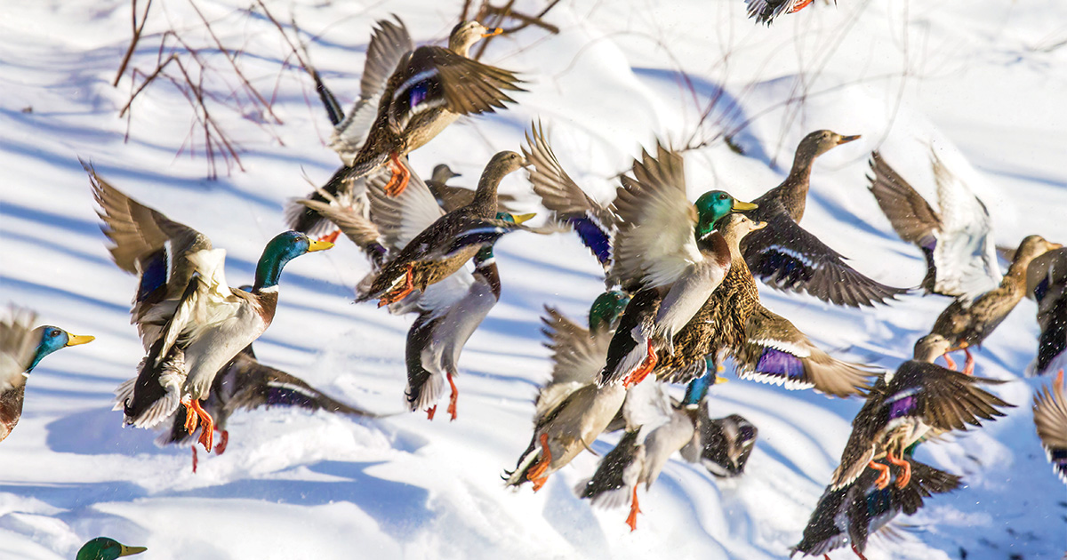 Get the Jump on Ducks