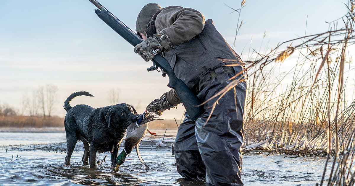 Hunter with retriever during a hunt. Photo by Phil Khanke/Banded