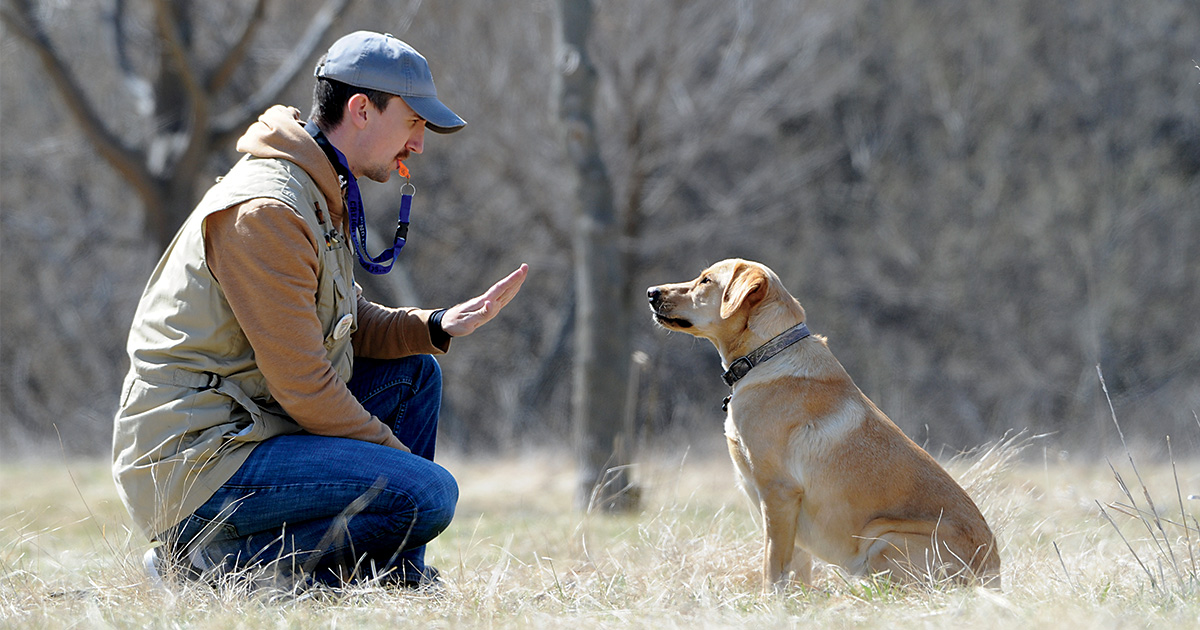 Image for Practice Like You Play