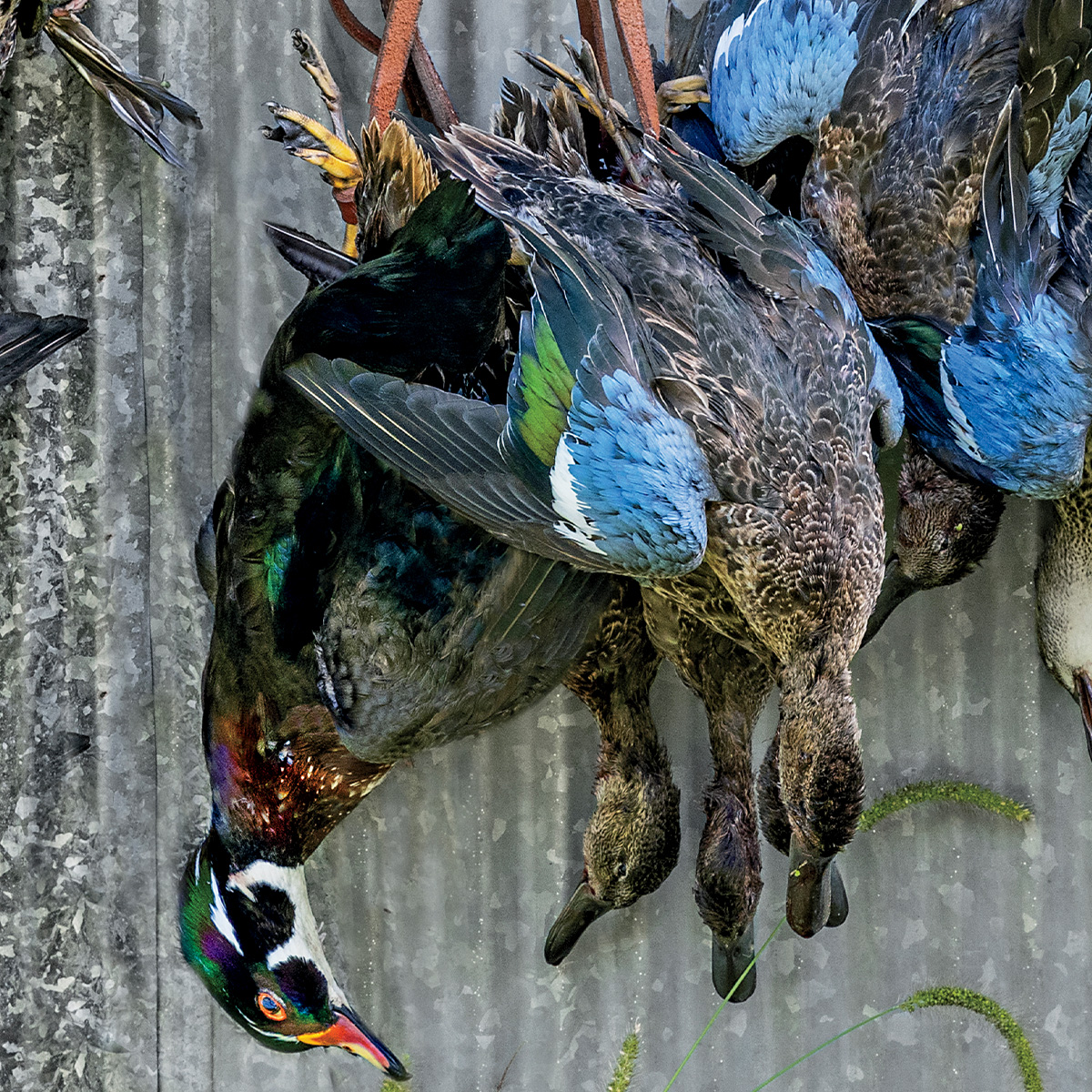 Wood duck and blue-winged teal on game strap. Photo by Tom Martineau/WildFrontImages.com