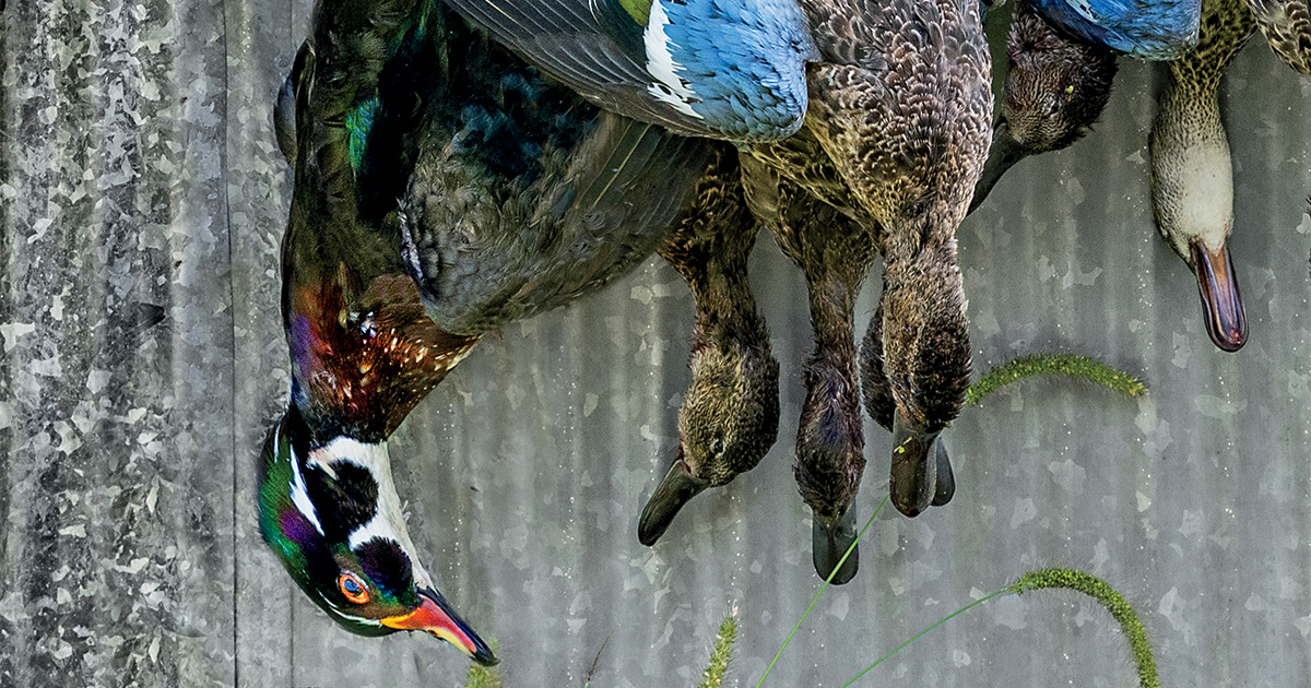 Waterfowler's Journal: Opening Act