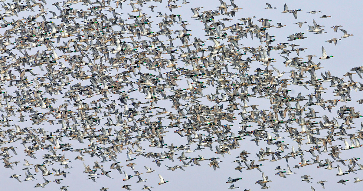 Image for Subscribe to Ducks Unlimited Migration Alerts