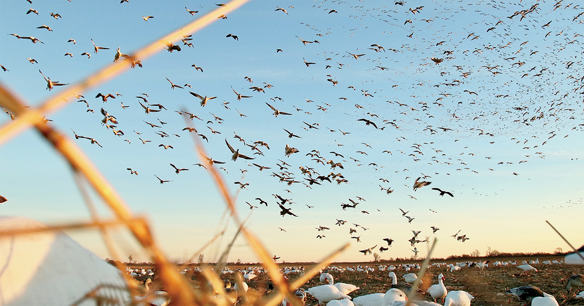 Flock of snow geese over decoy spread. Photo by tonyvandemore.com