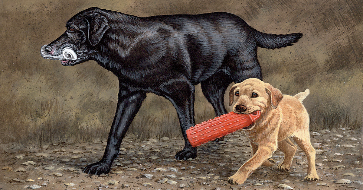 Illustration of the author's dogs, Mabel and Ruby. By Christopher Smith